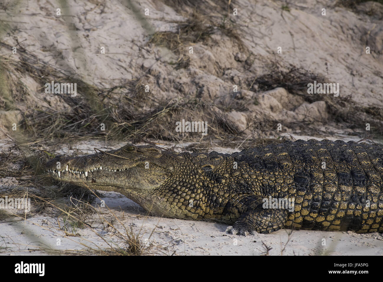 El cocodrilo del Nilo (Crocodilus niloticus) Foto de stock