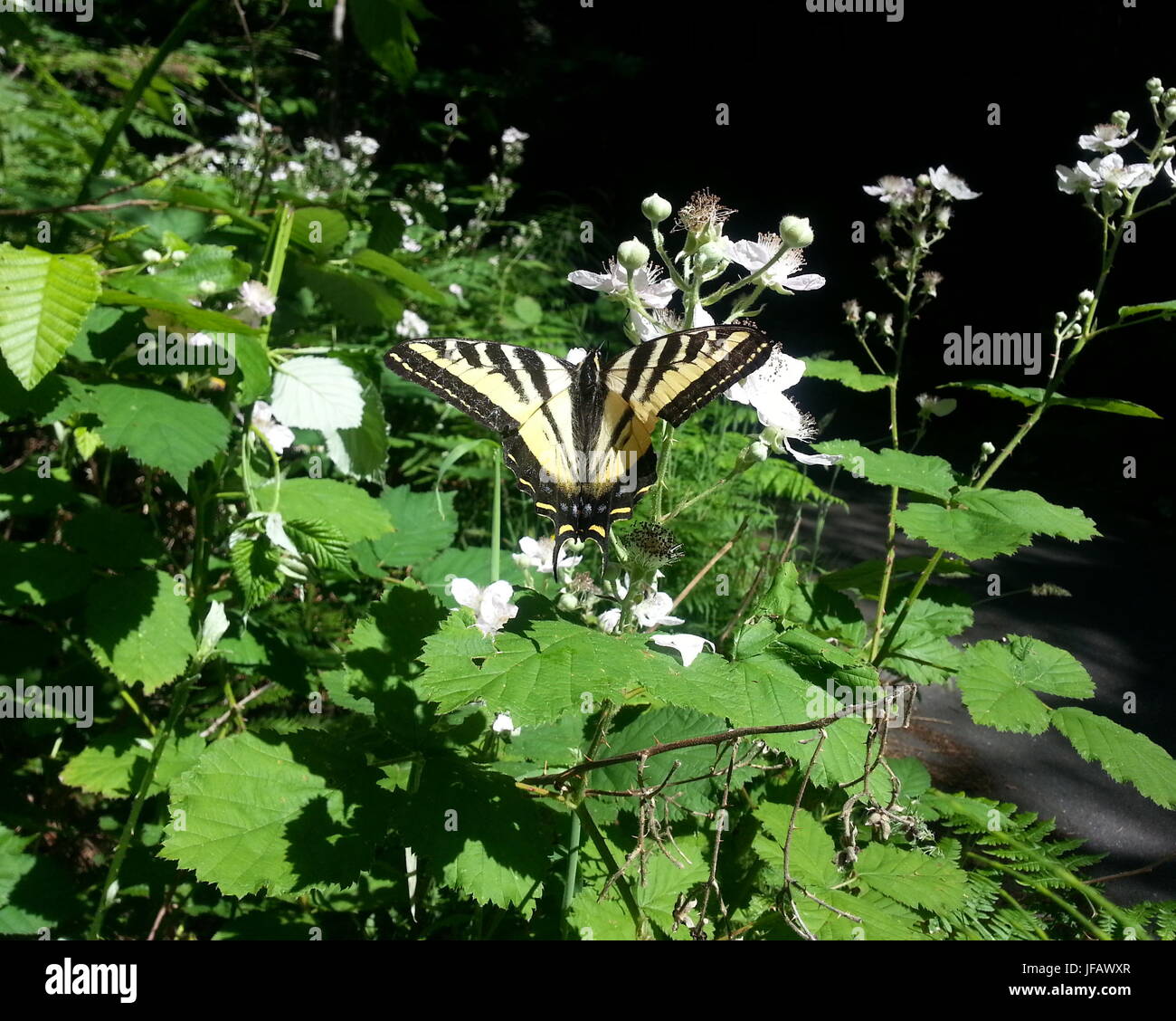 Ala de mariposa de estiramiento Foto de stock