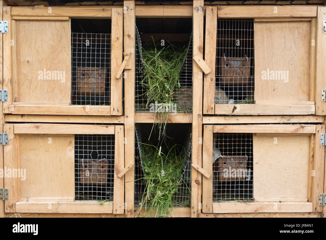 Una jaula de madera para la cría de conejos. La casa de un conejo, hechas  por manos de madera y metal Fotografía de stock - Alamy