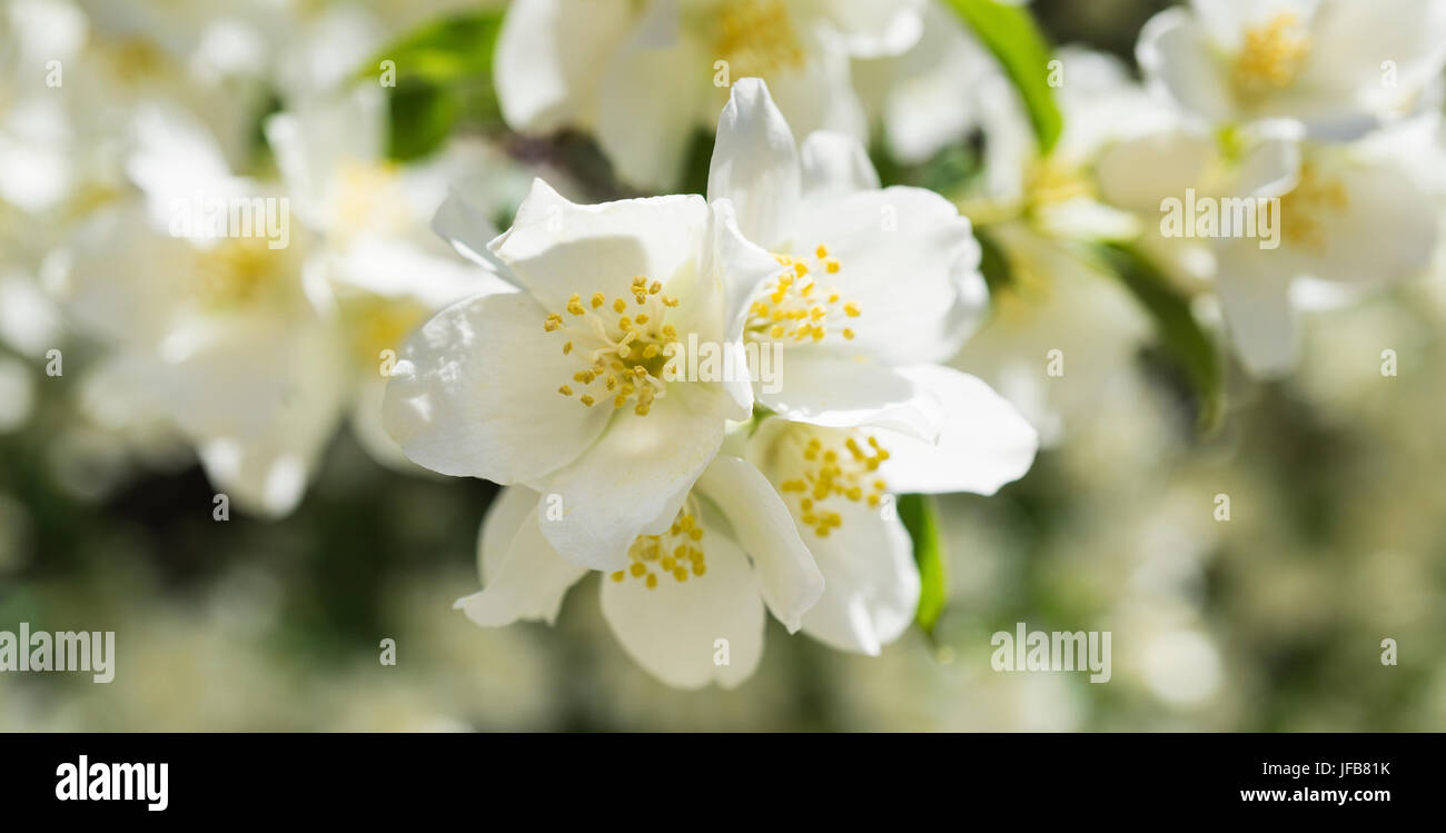 Flores de jazmín Foto de stock