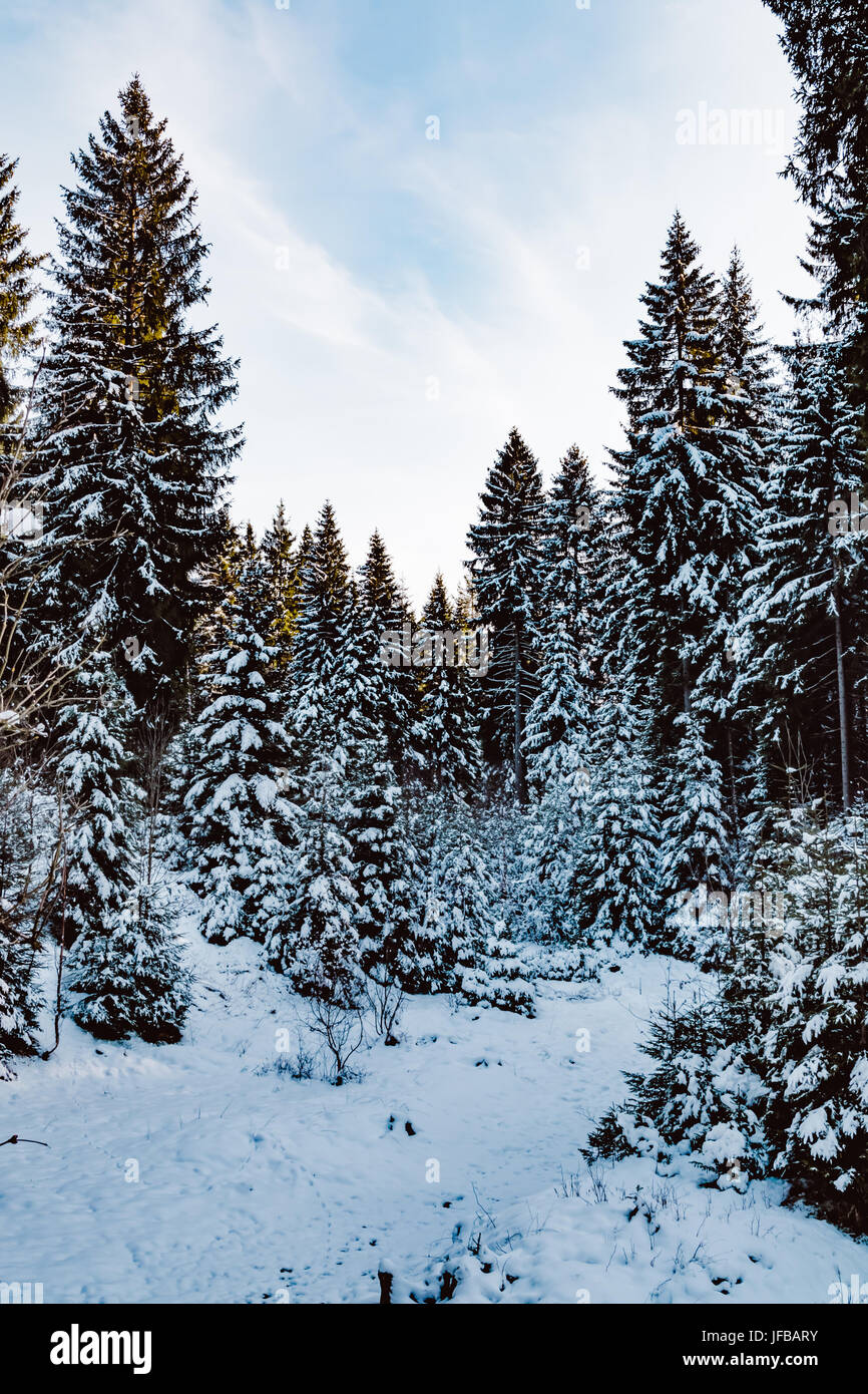 Bosque de coníferas en invierno Foto de stock