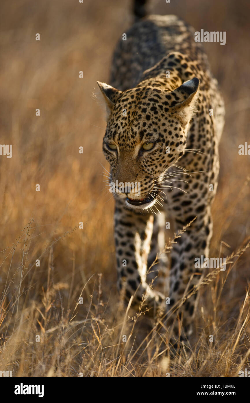 El leopardo Panthera pardus Samburu Kenia Foto de stock