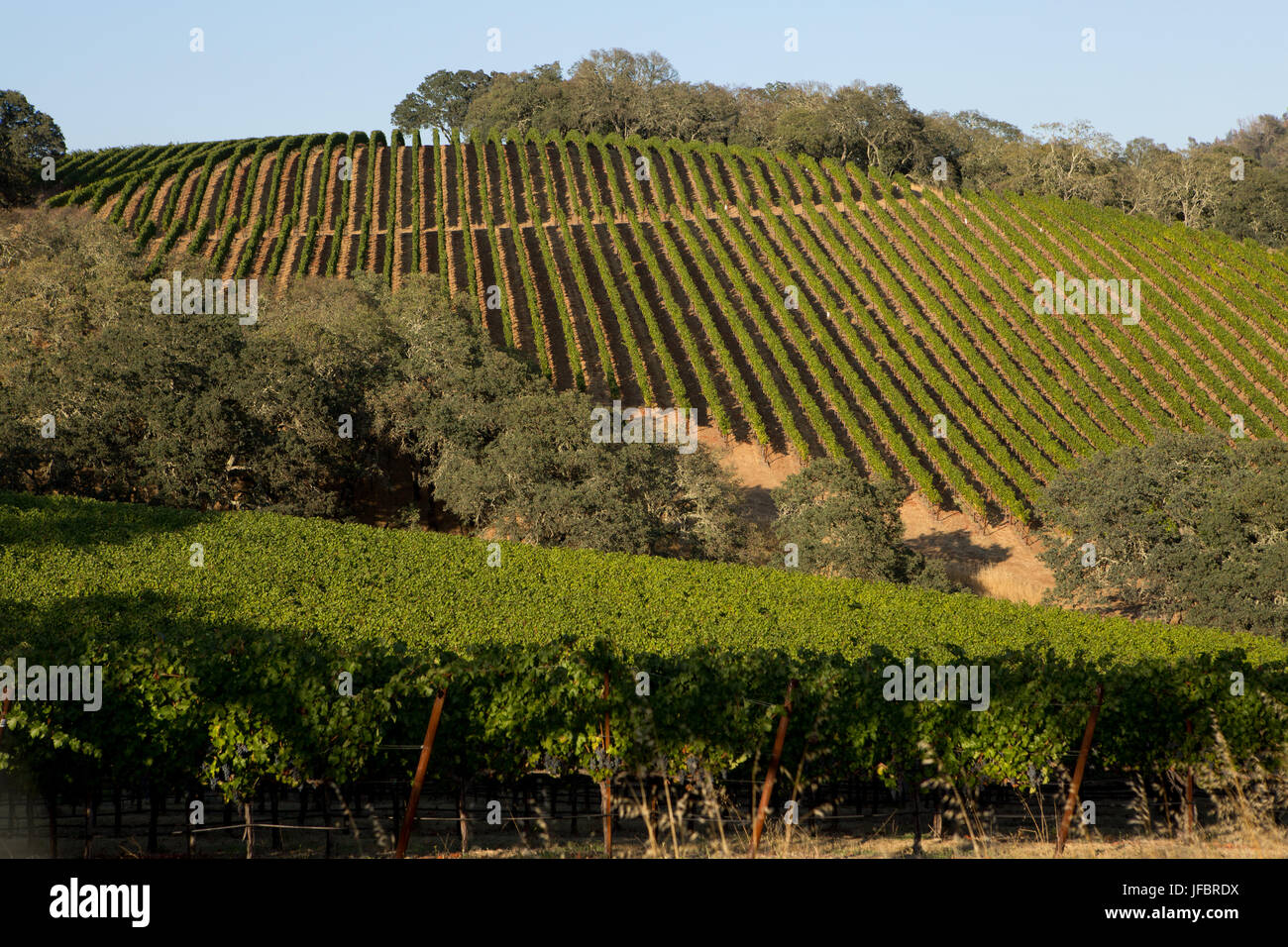 Hileras de viñedos de uva llenar las colinas del valle de Napa. Foto de stock