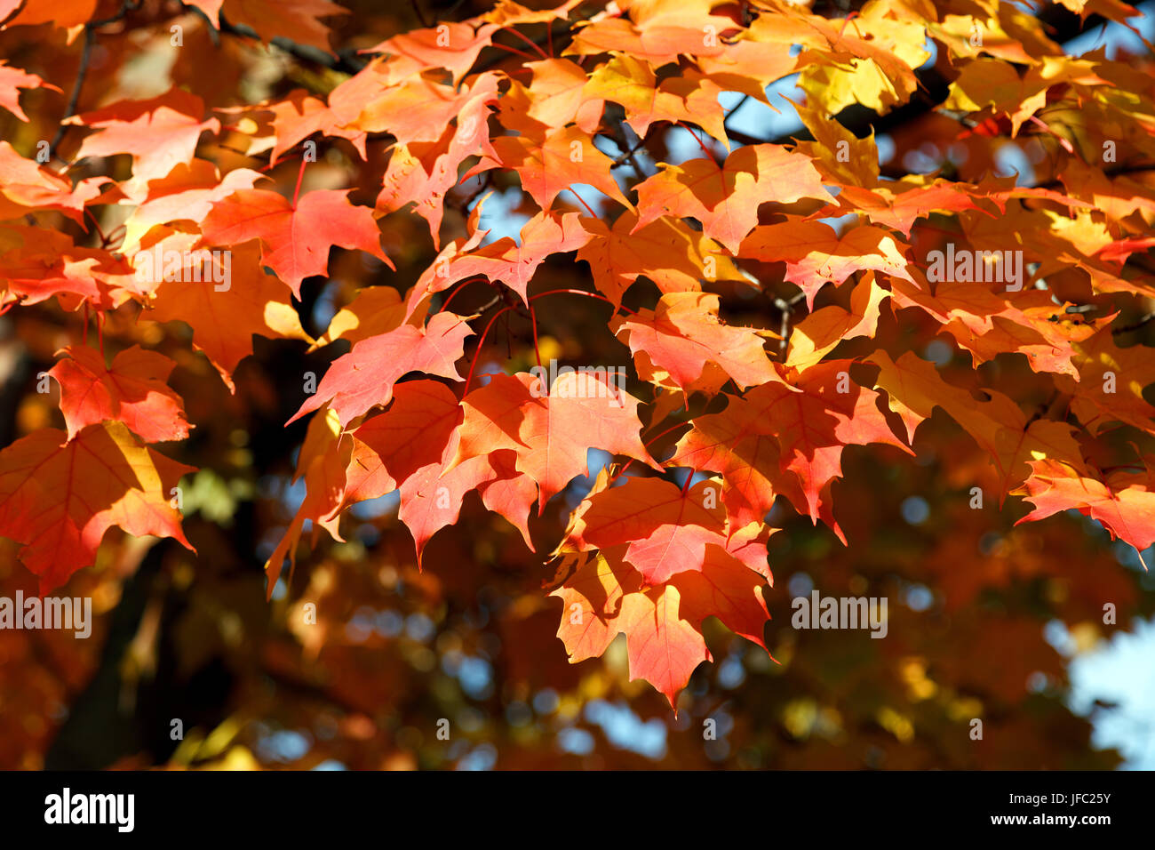 El follaje de otoño canadiense Foto de stock