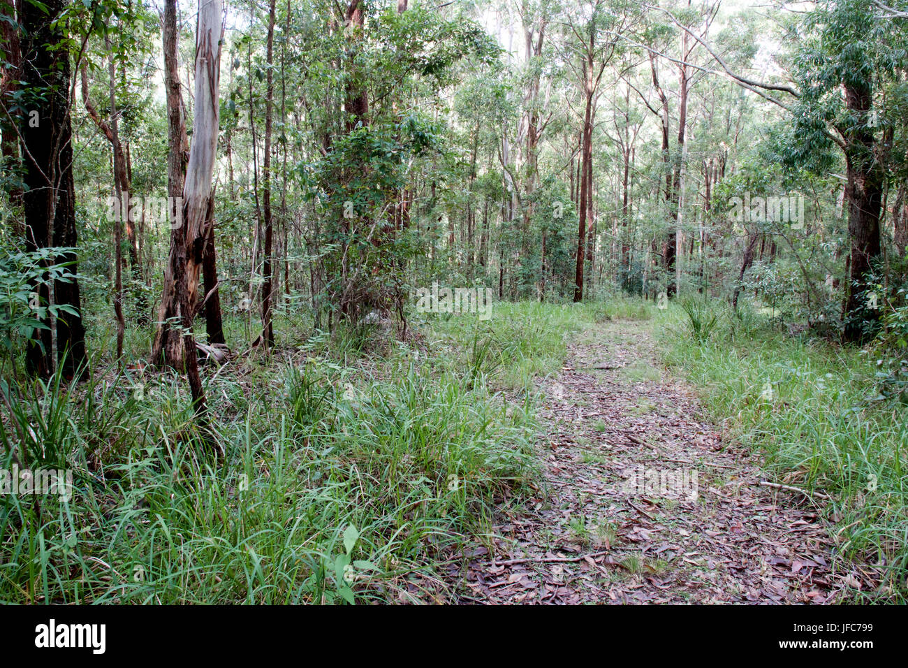 Ruta a través de la Australian bush cerca de dungog, NSW, Australia Foto de stock