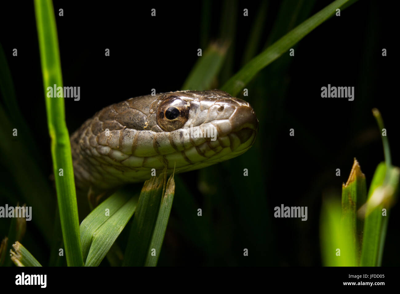 Un pequeño serpientes hace su camino a través de un poco de hierba. Foto de stock