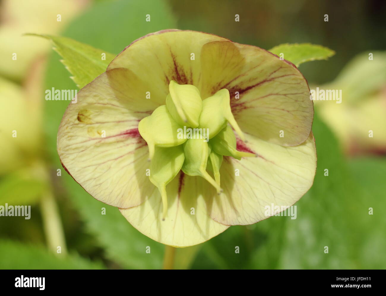 Helleborus 'Estrella de neón, flor en una etapa avanza mostrando seedhead desarrollo, en un jardín inglés - Abril Foto de stock