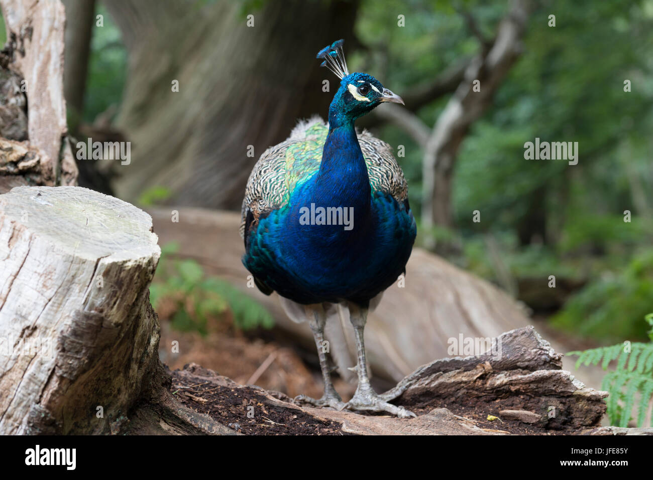 Peacock - Macho en registro Foto de stock