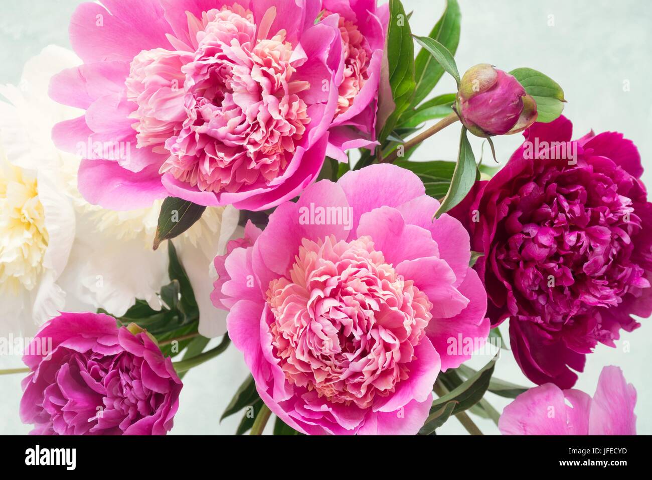 Las Peonías. Precioso ramo de rosa, blanco y morado peonías en un jarrón  sobre fondo brillante. Closeup shot el enfoque selectivo. Bouquet de boda,  día de las madres Fotografía de stock -