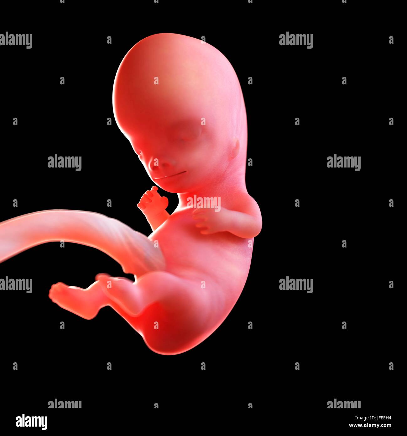 Feto Humano De 9 Semanas De Edad Ilustración Fotografía De Stock Alamy 