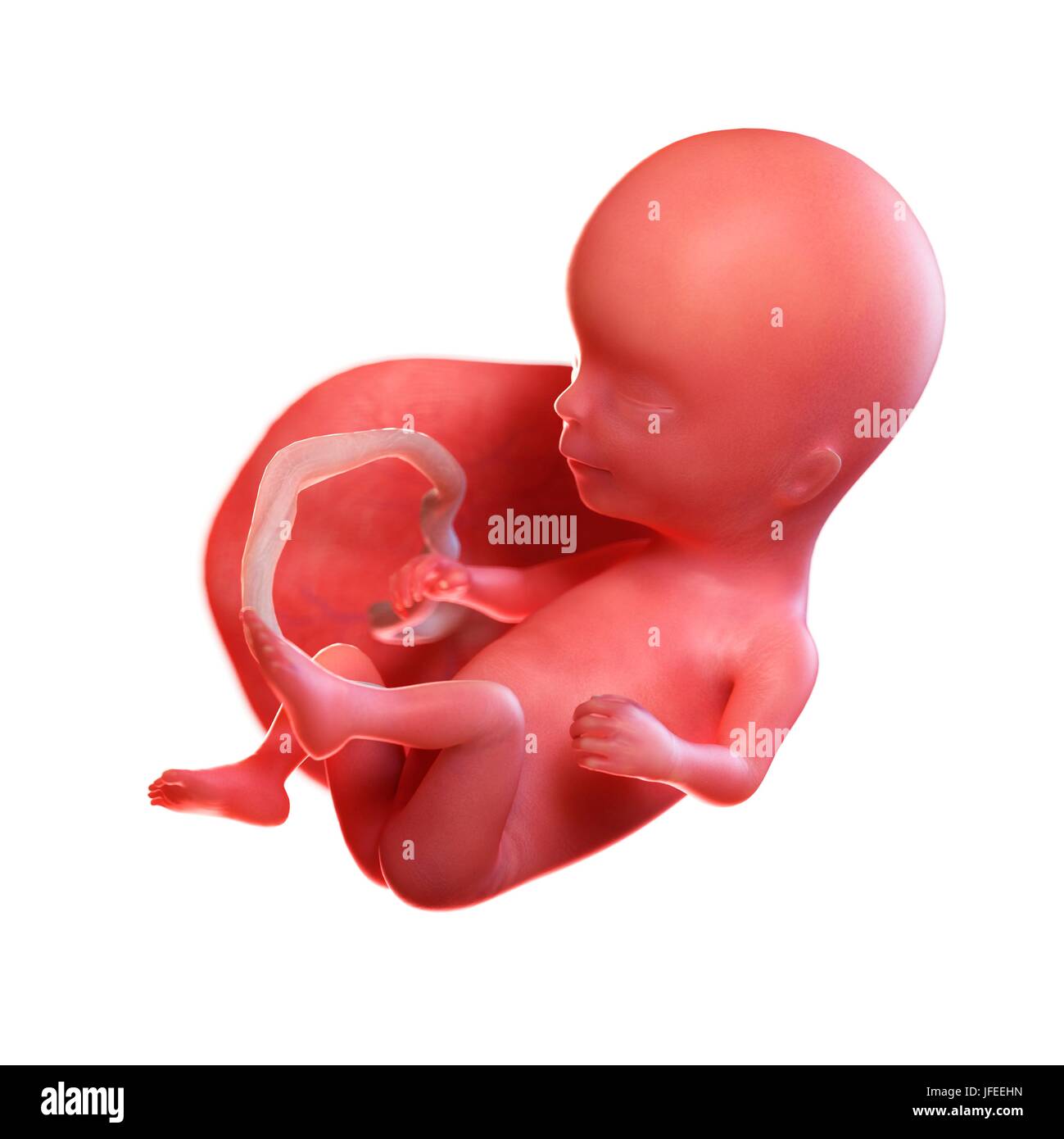 Feto a las 14 semanas fotografías e imágenes de alta resolución Alamy Feto a las 14 semanas fotografías e imágenes de alta resolución Alamy