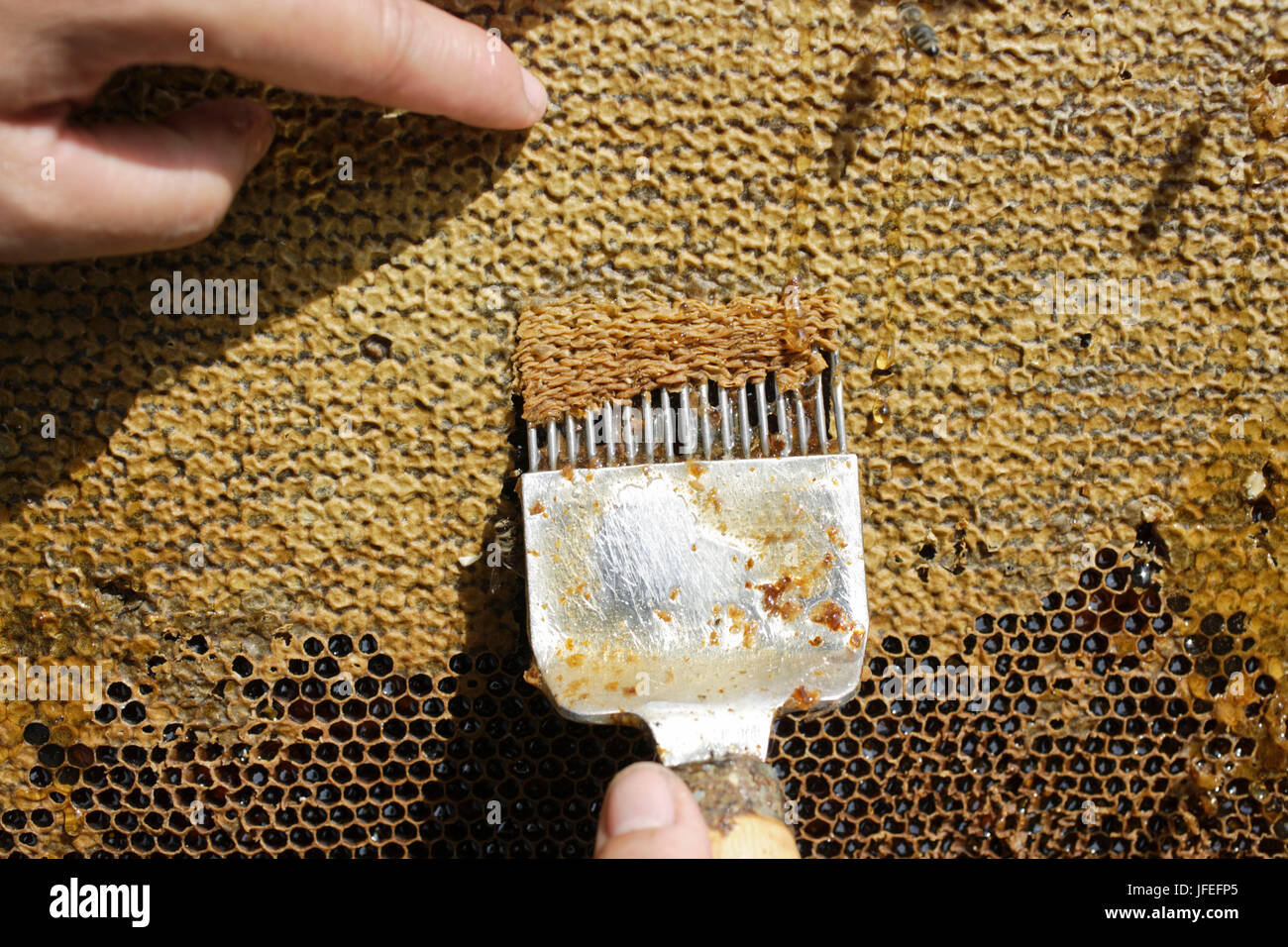 El apicultor deckelt sus panales de la cera para la producción de miel Foto de stock