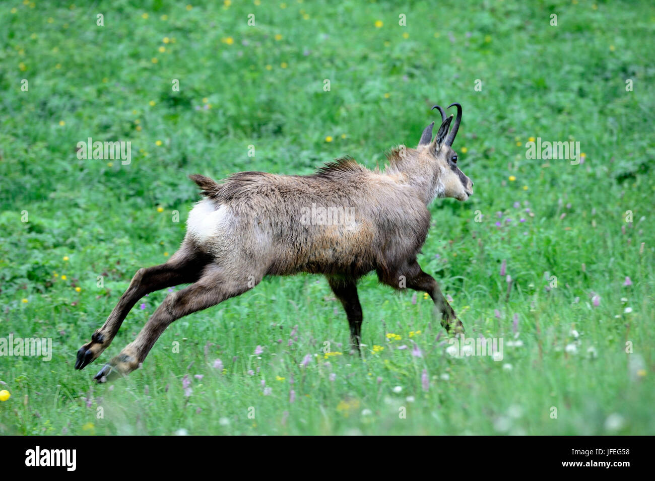 Gemse Foto de stock