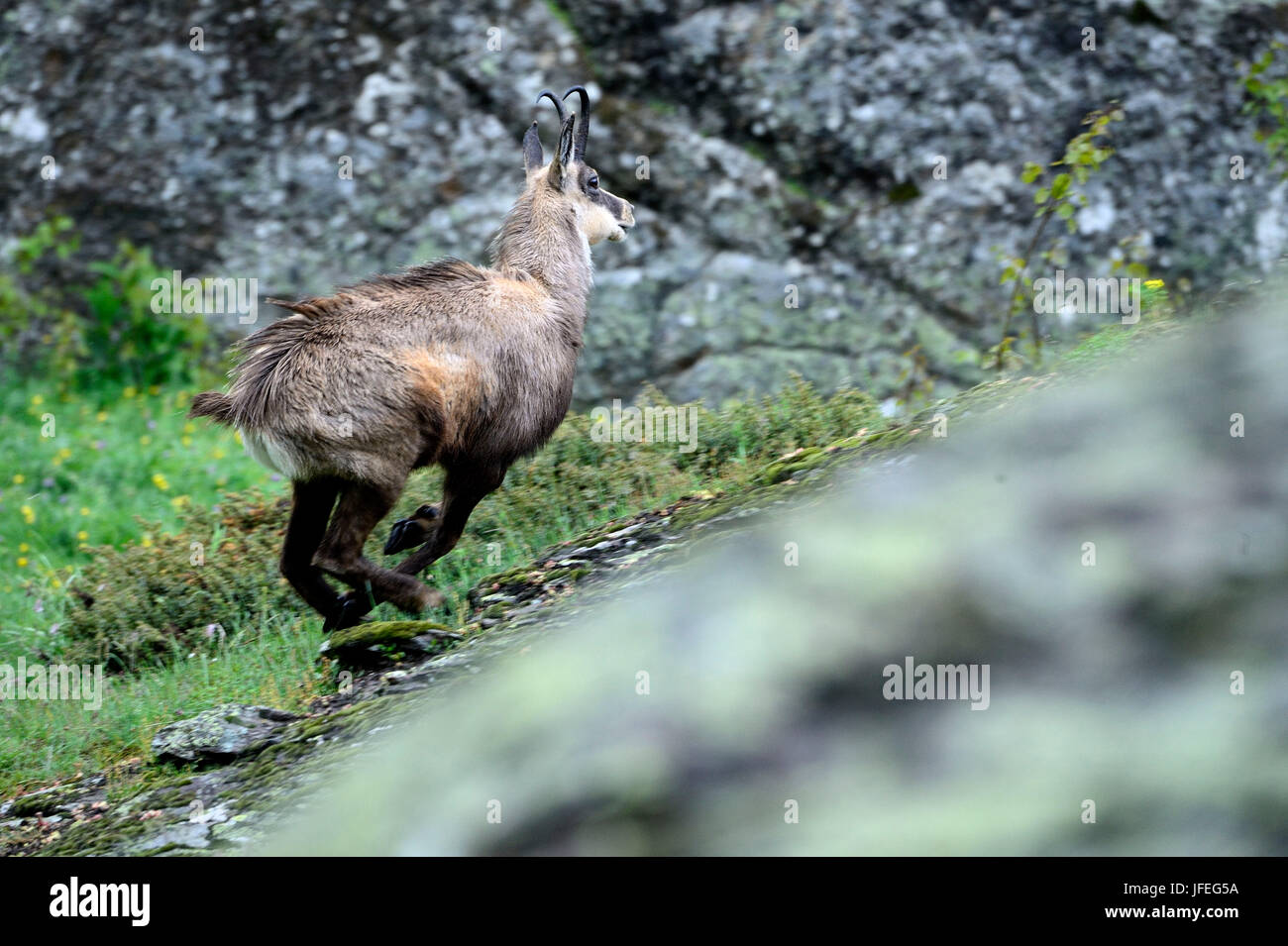 Gemse Foto de stock