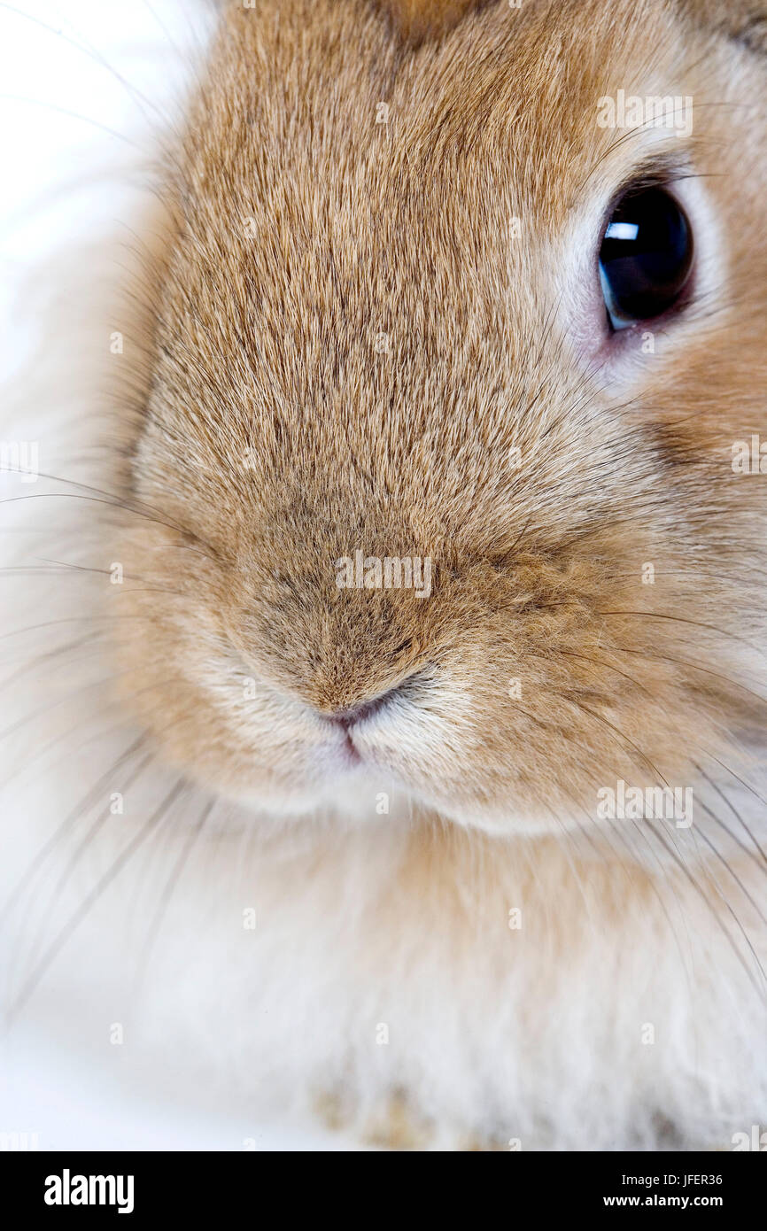 Conejo enano rojo, cerca de la nariz Foto de stock