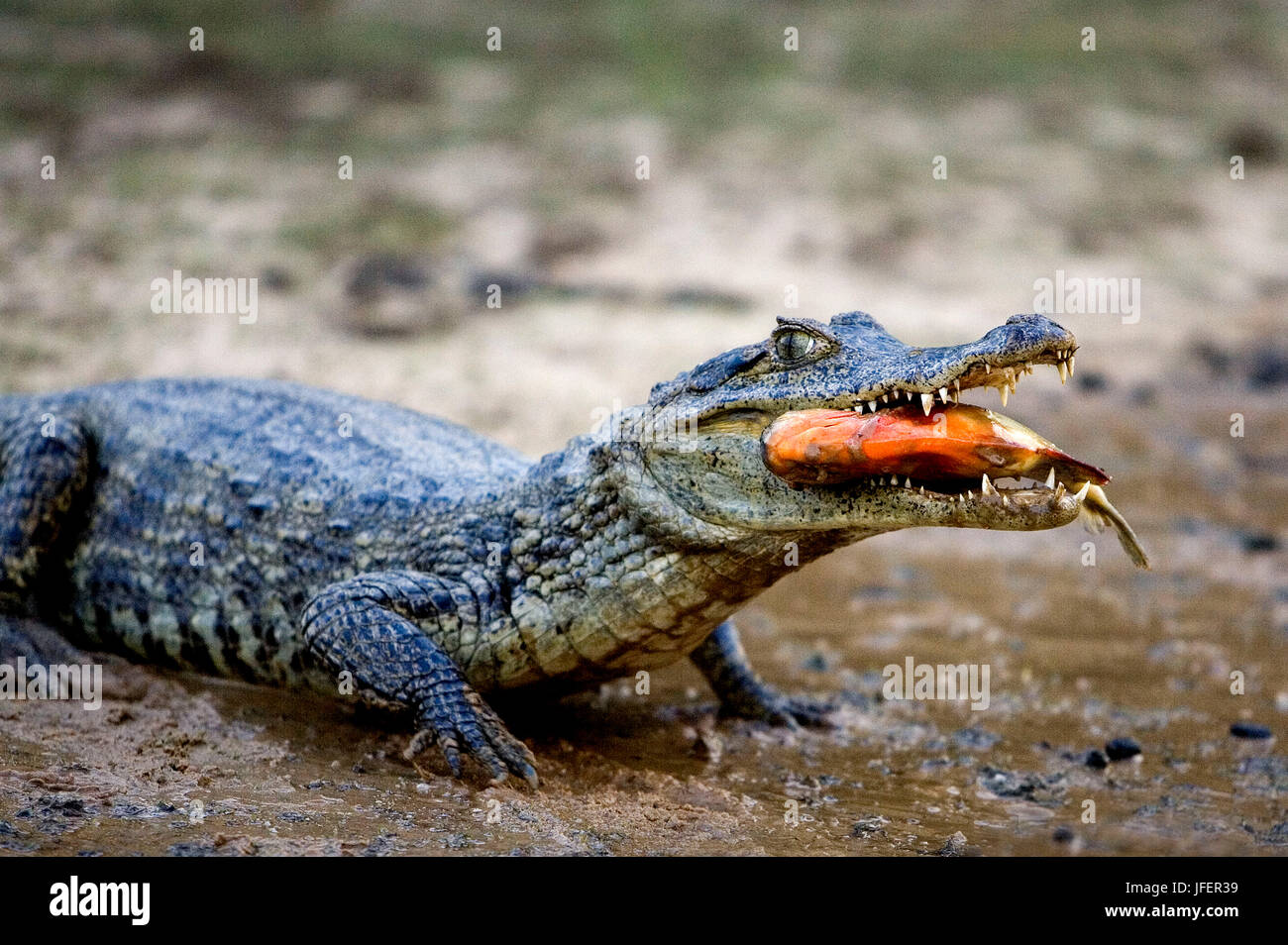 Sos Venezuela Fotos e Imágenes de stock Alamy