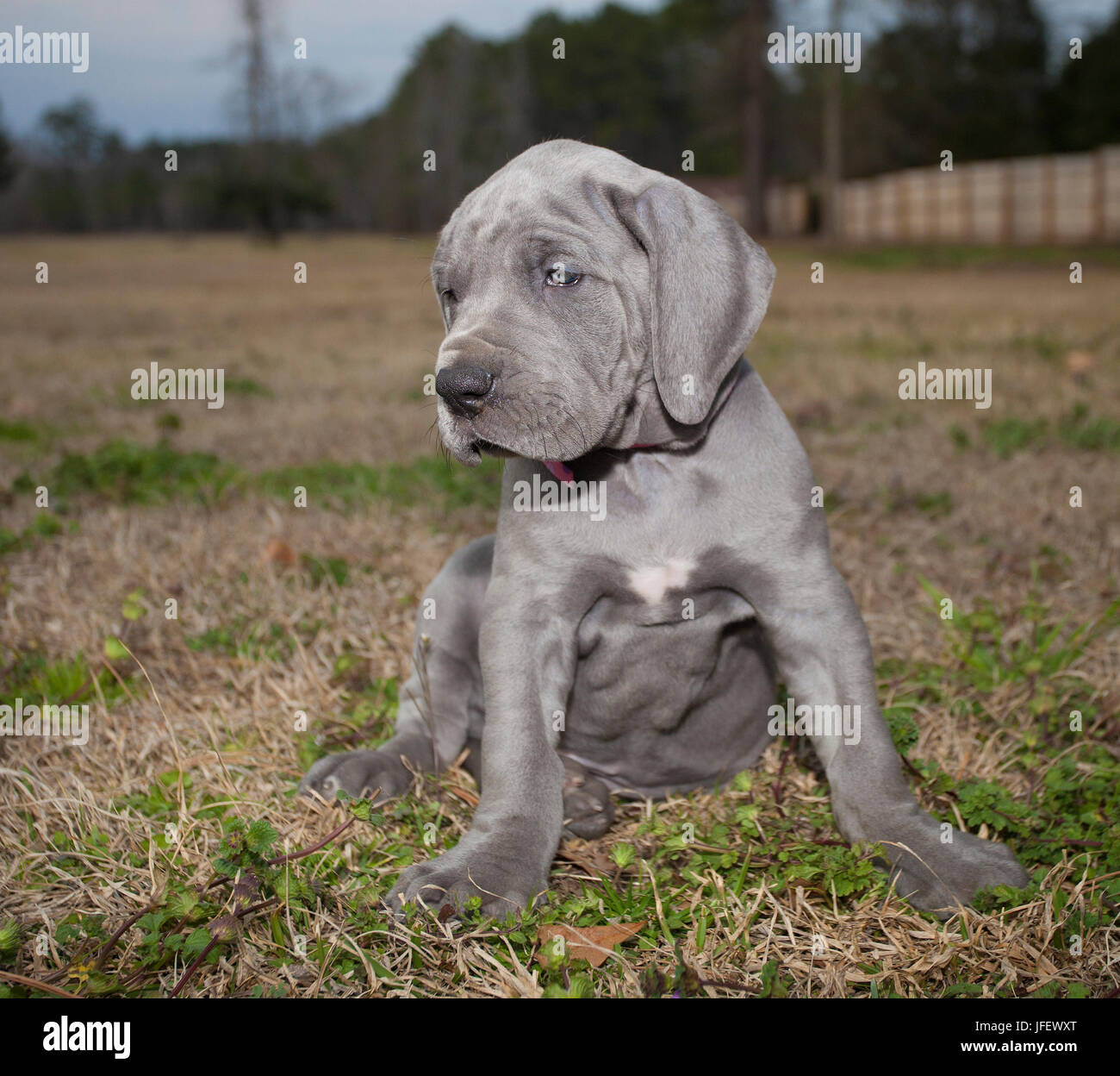 Cachorro de raza Gran Danés que es gris y mira sade Fotografía de stock -  Alamy