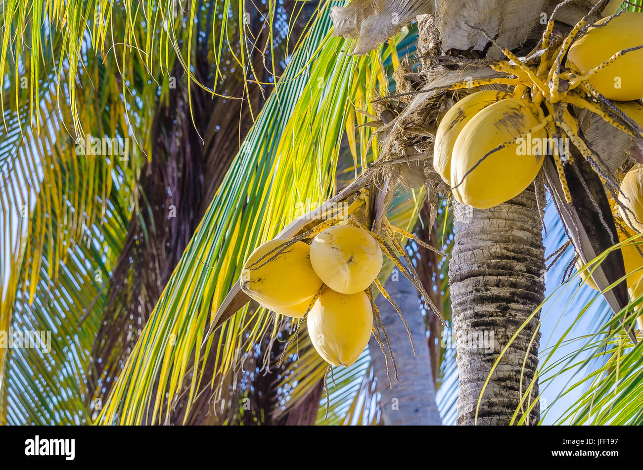 Palmera de coco en el Mambo Beach Foto de stock