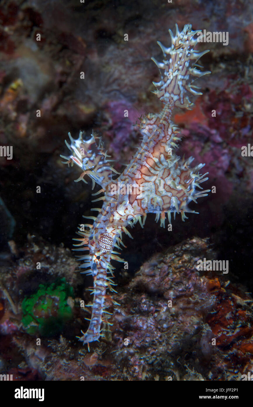 Blanco y rojo (agujas de mar fantasma ornamentado Solenostomus paradoxus) con fondo de arrecifes de coral. Estrecho de Lembeh, Indonesia. Foto de stock