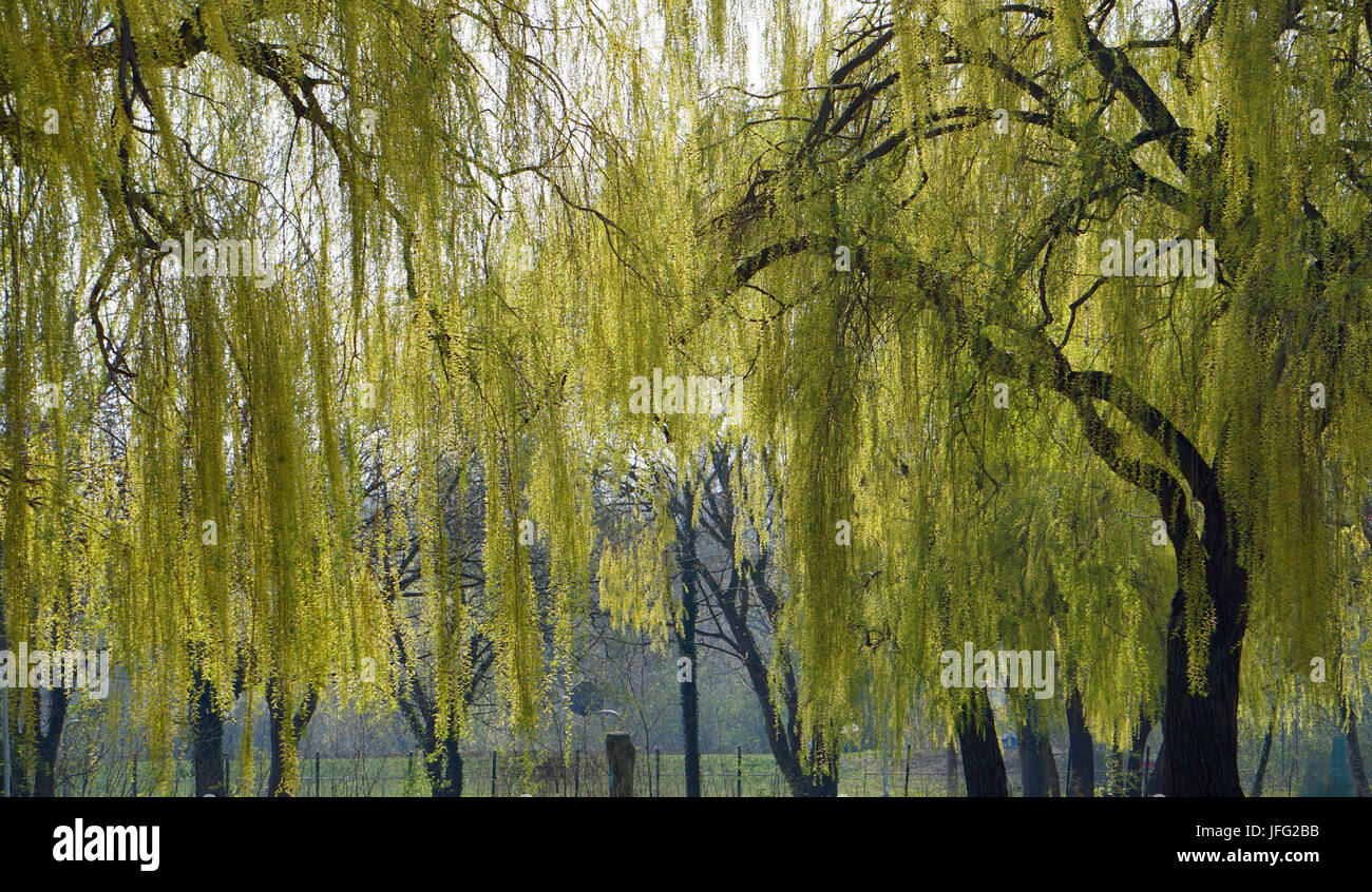 Tronco de sauce lloron fotografías e imágenes de alta resolución Alamy