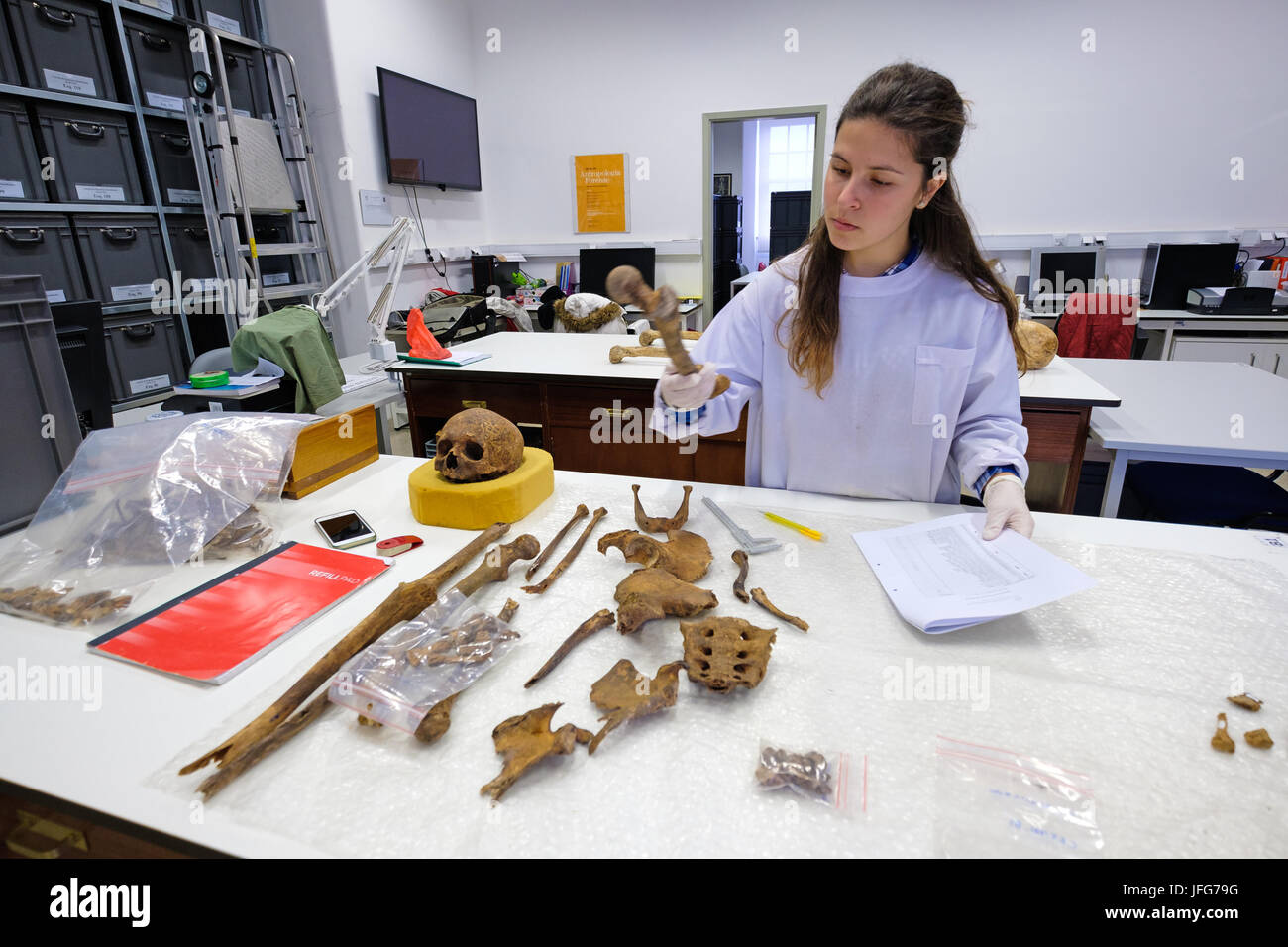 Antropólogo Forense trabajan sobre un antiguo esqueleto Foto de stock