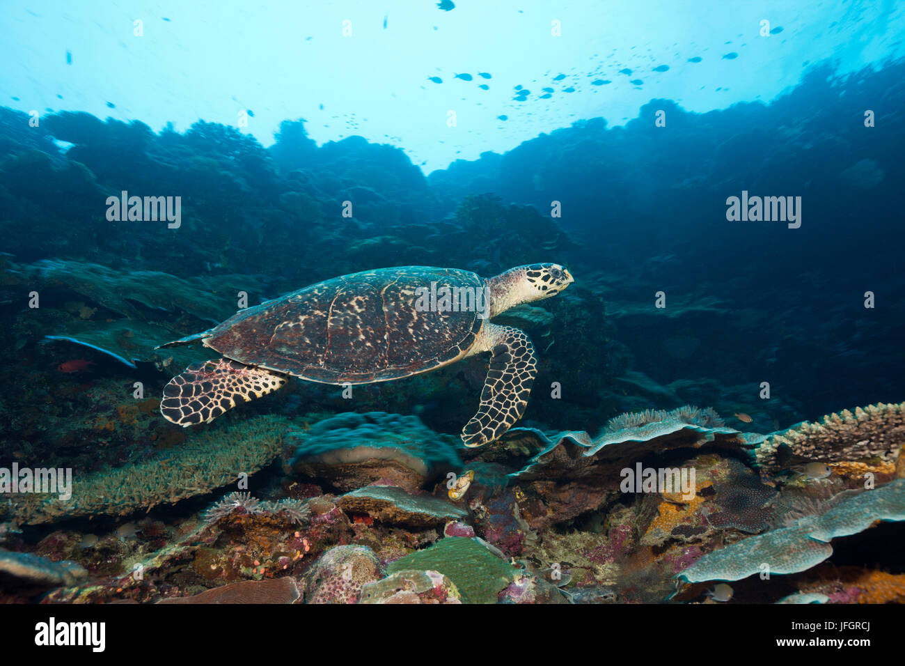 Tortoiseshell tortuga, Eretmochelys imbricata, laguna Marovo, Islas Salomón Foto de stock