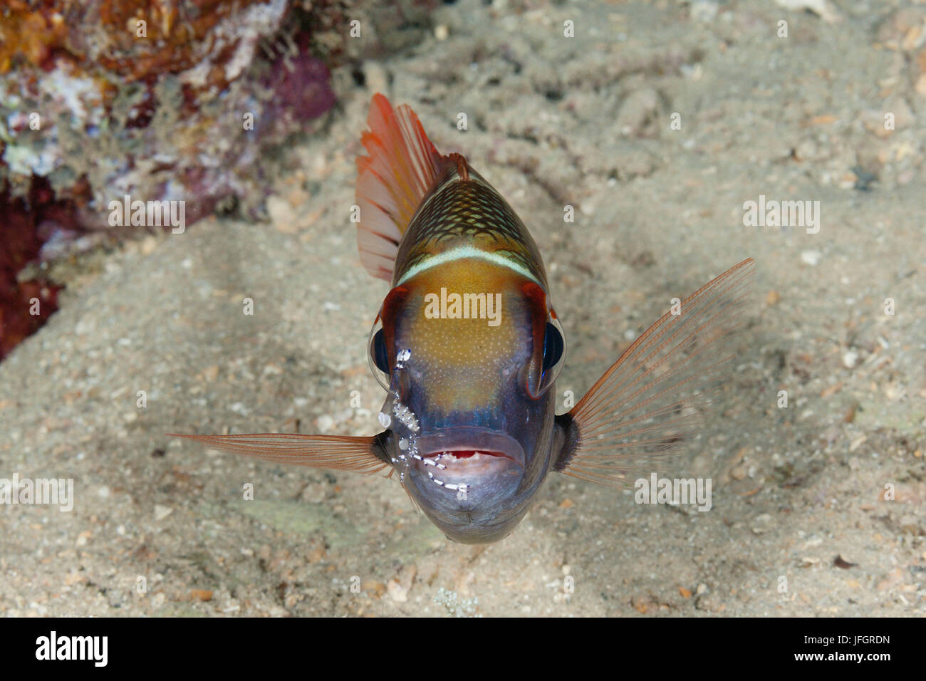 Singlespot frogfish es limpiada por el camarón, taxis, Russell grandoculis  mono de islas, las Islas Salomón Fotografía de stock - Alamy