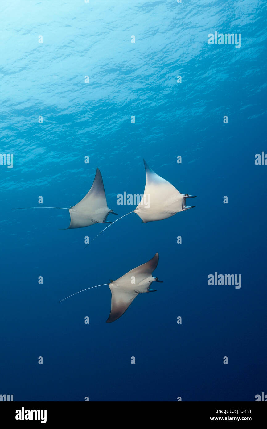 Enano-Devil Rays, Mobula eregoodootenkee, Russell islas, las Islas Salomón Foto de stock