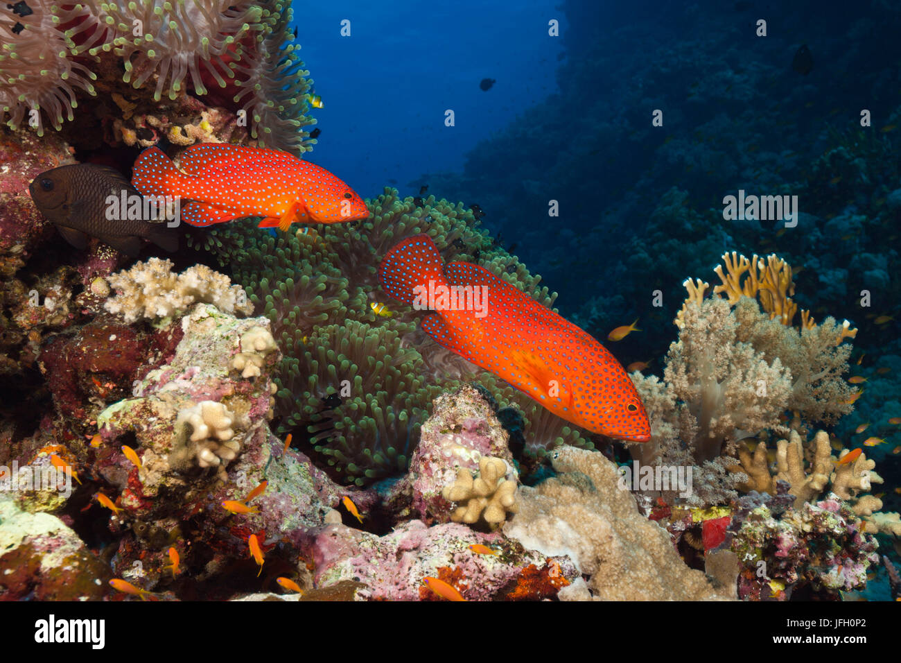 Joyas-jag perca, Cephalopholis miniata, el Mar Rojo, Ras Mohammed, Egipto Foto de stock