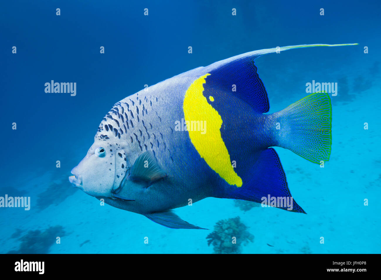 Arabian imperial, pez Pomacanthus maculosus, el Mar Rojo, Dahab, Egipto Foto de stock
