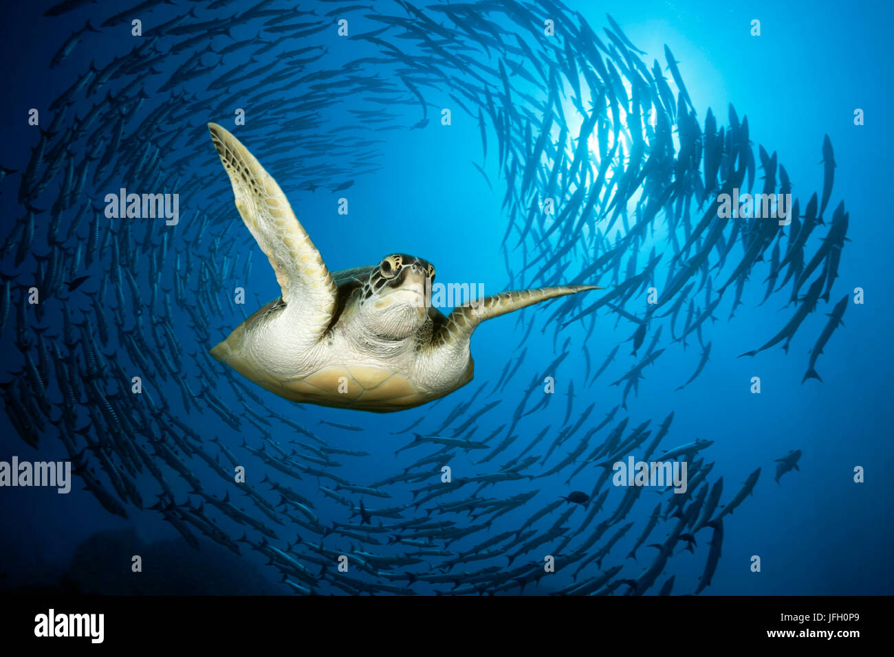 La tortuga del mar verde, Chelonia mydas, el Mar Rojo, Ras Mohammed, Egipto Foto de stock