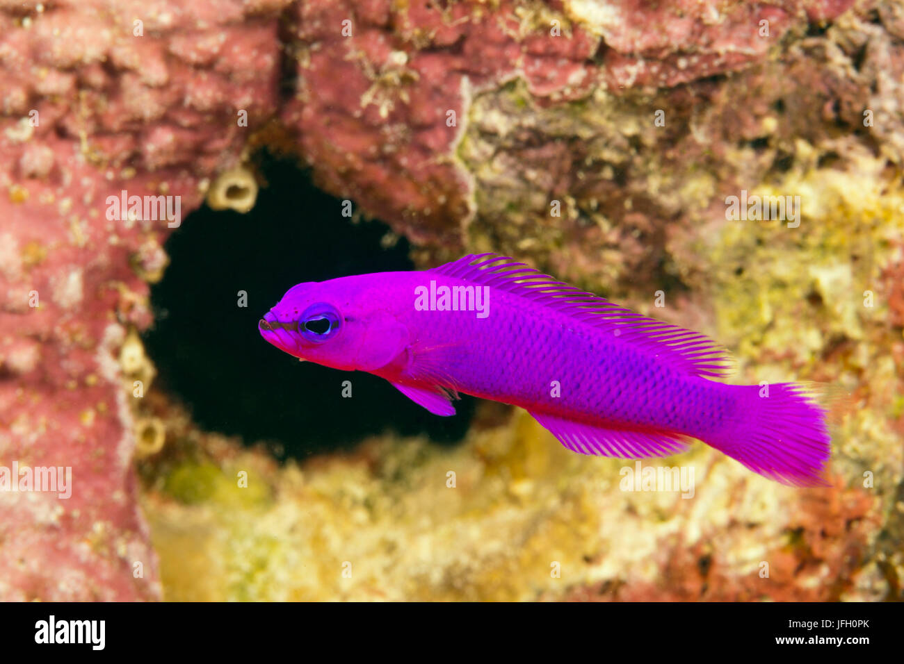 Violeta, Pseudochromis fridmani dottyback, el Mar Rojo, Dahab, Egipto Foto de stock