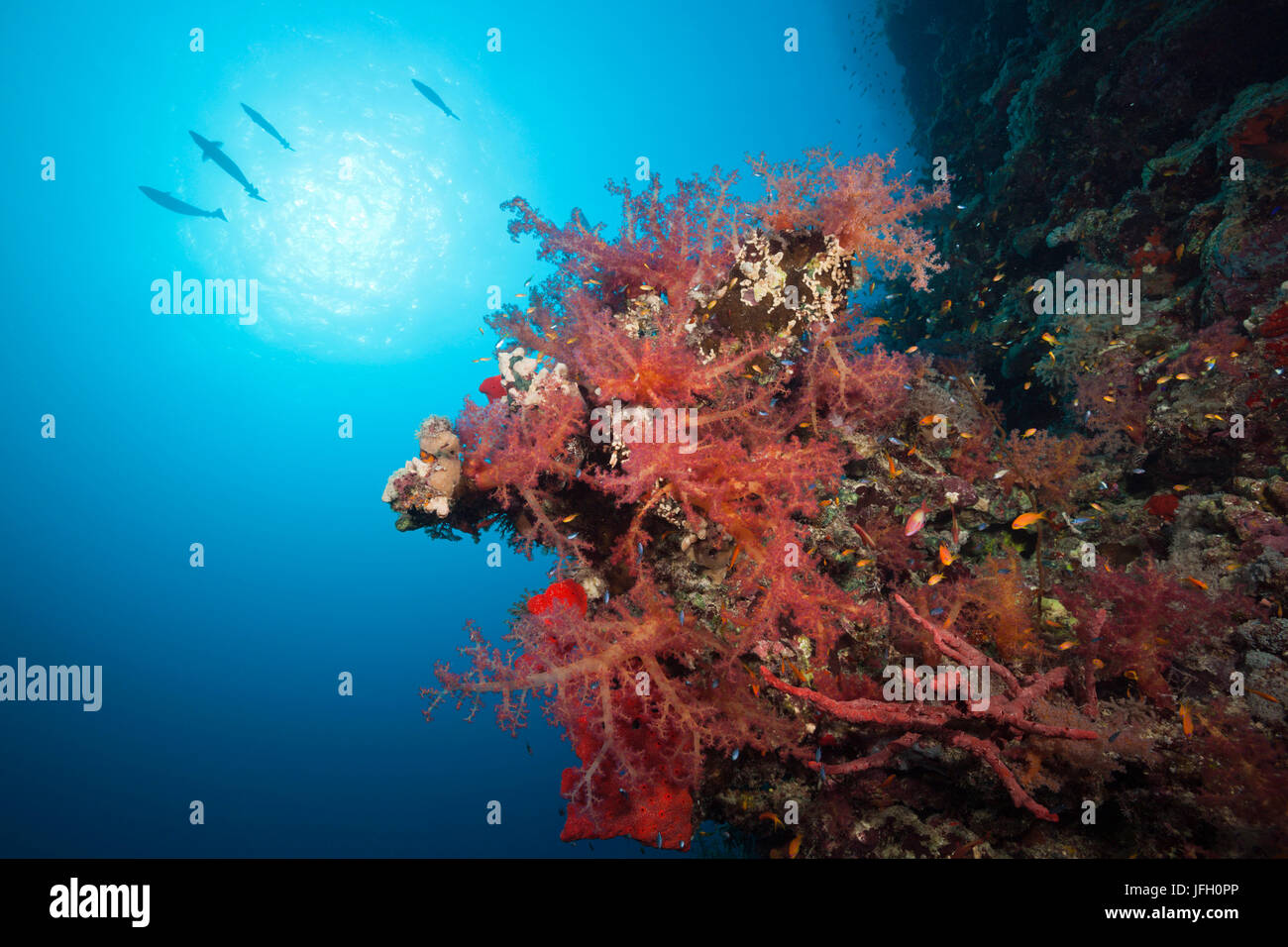 Arrecifes de coral con corales suaves de color, el Mar Rojo, Dahab, Egipto Foto de stock