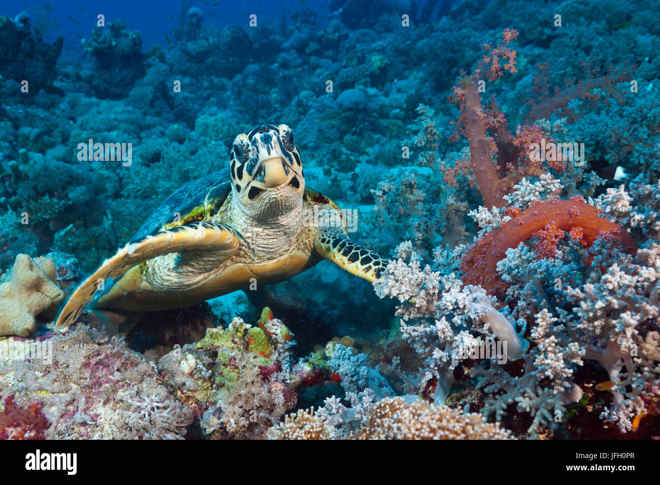Tortoiseshell tortuga, Eretmochelys imbricata, el Mar Rojo, Ras Mohammed, Egipto Foto de stock