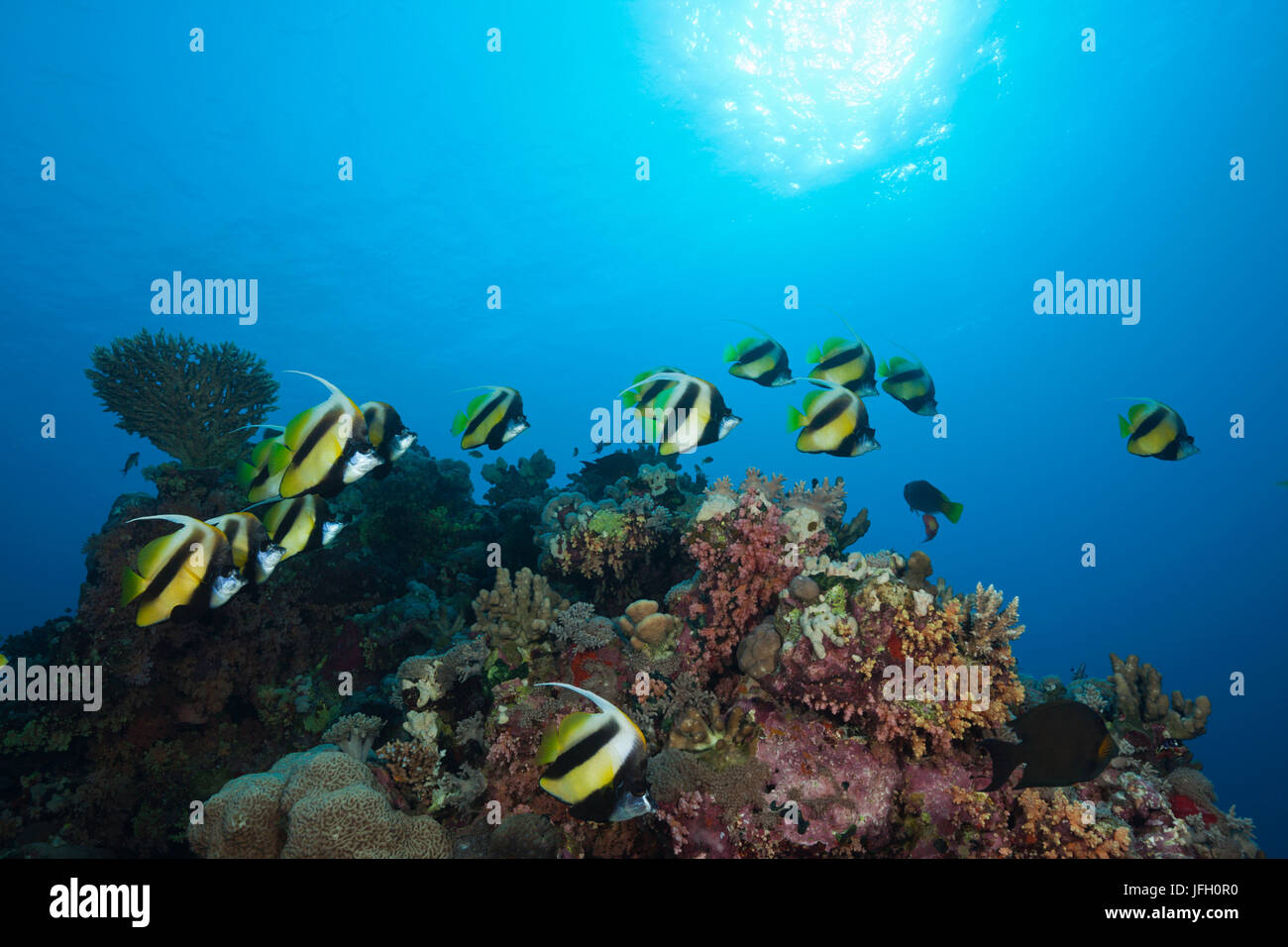 Sueño gallardete del mar rojo, pez Heniochus intermedius, el Mar Rojo, Dahab, Egipto Foto de stock