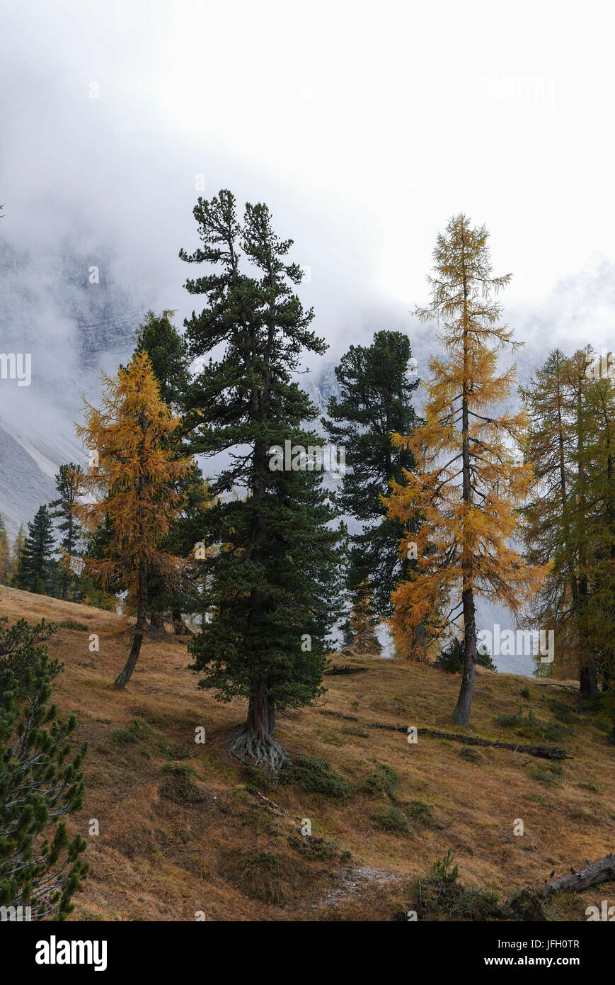 Más autumnally brillante madera de alta montaña con brillantes de alerces y pinos en el suizo Hinterautal delante de montaña, cubierto de nubes Karwendel, Tirol Foto de stock
