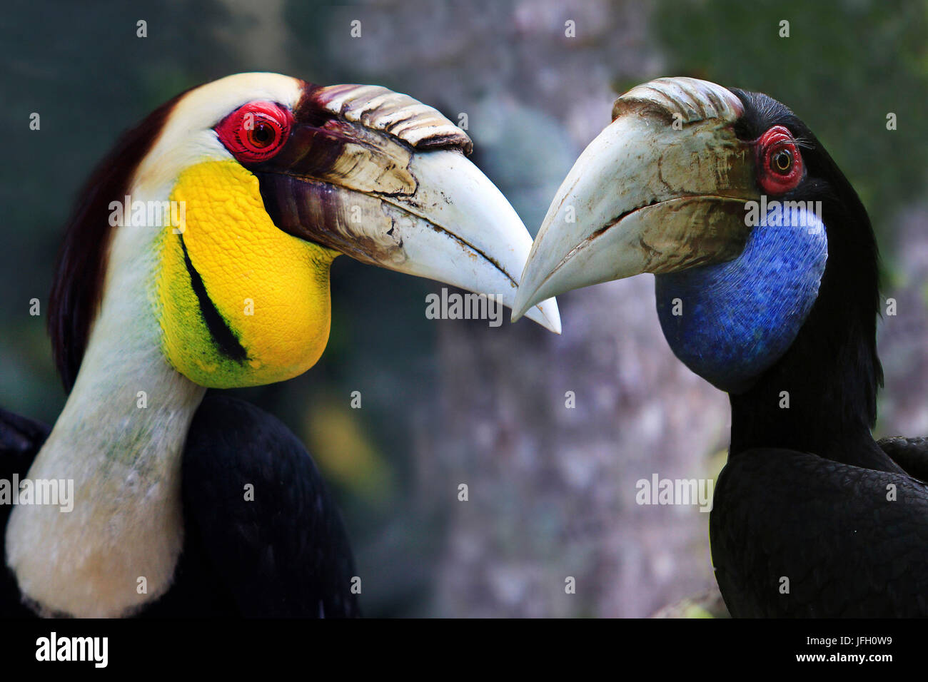 Bucero, Rhyticeros undulatus y Papuahornbill, Aceros plicatus Foto de stock