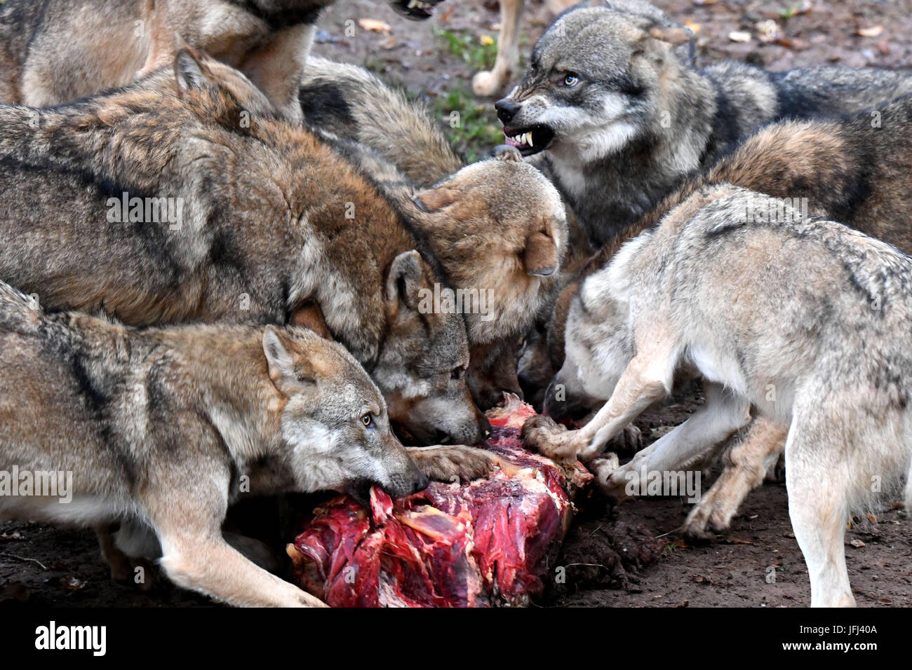 Los lobos mientras come Fotografía de stock - Alamy