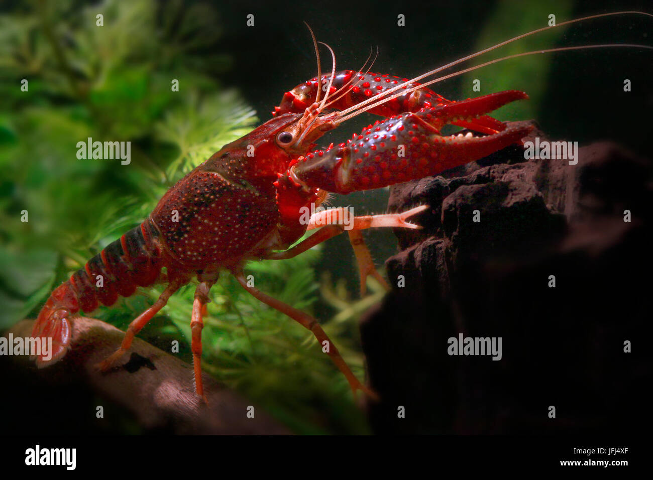 Langosta roja en el acuario fotografías e imágenes de alta resolución -  Alamy