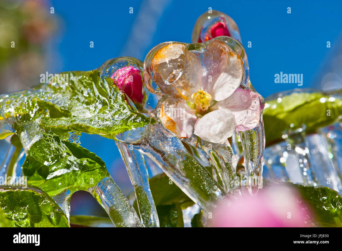 Italia, el Tirol meridional, Vinschgau, Kastelbell, cultivo, Apple Blossom, Apple Blossom, heladas, escarcha brillante en abril Foto de stock