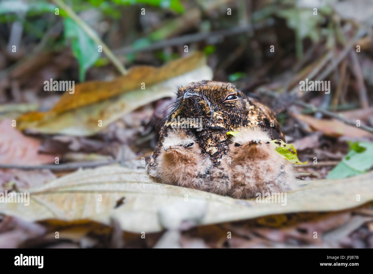 Pauraque común, tierra ave de bosque primario en río Tapajos protegiendo a sus pollitos recién nacidos camuflaje en el suelo, Pará, Santarém, Brasil, América del Sur Foto de stock