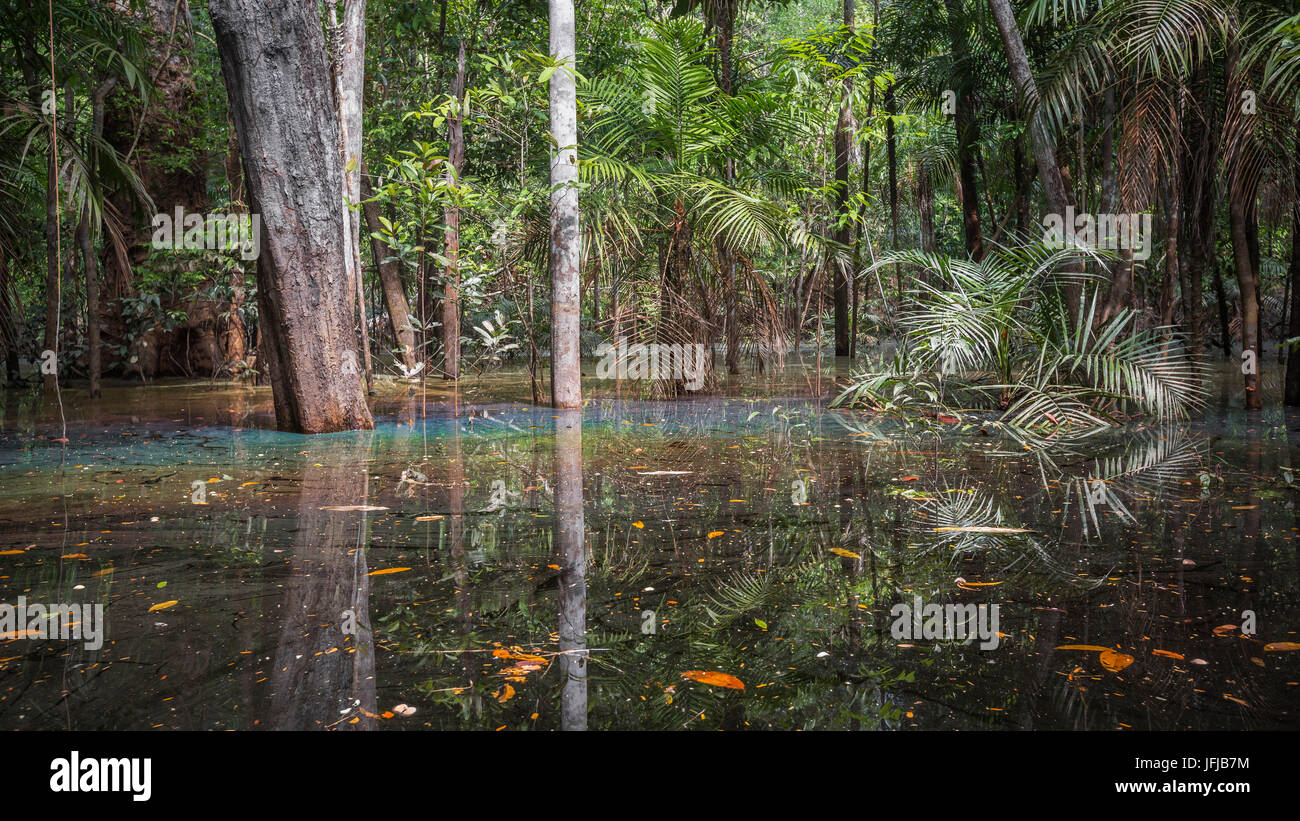 El bosque inundado de la cuenca del río negro representado a principios de agosto, cuando el nivel de agua es aún elevada y las inundaciones gran área del bosque primario. Foto de stock