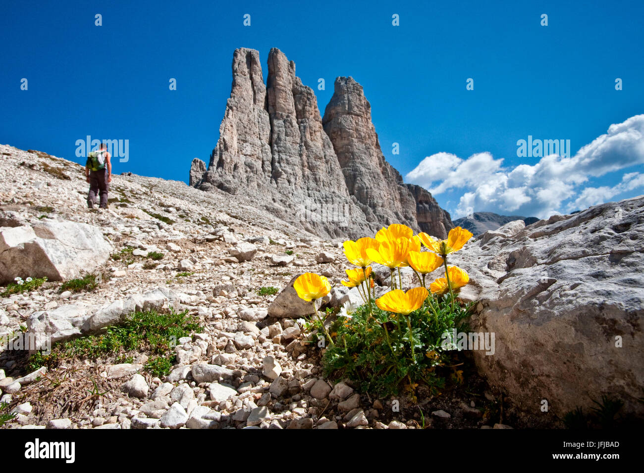 Trentino Alto Adige, flores de la Torri del Vajolet, Dolomitas, Italia Foto de stock