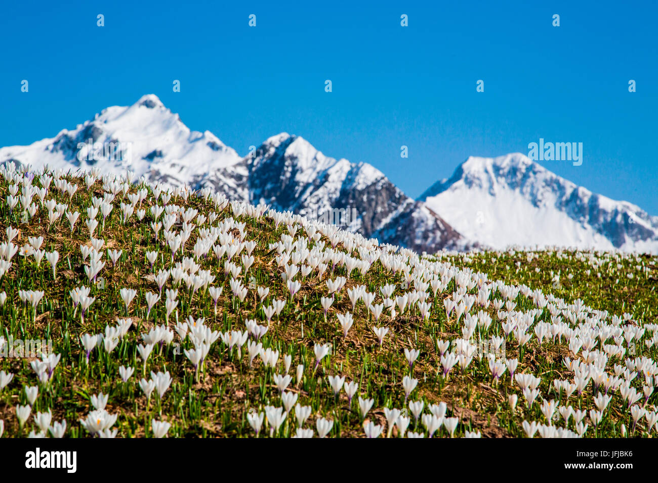 Los campos verdes y flores contrasta con los picos nevados de los Alpes Orobie Bitto Valle, Valtellina, Lombardía, Italia, Europa Foto de stock