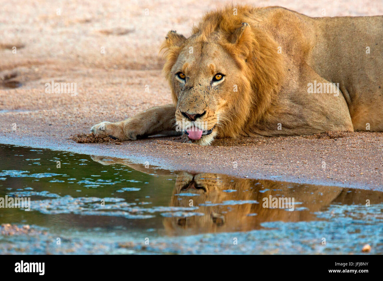 Un león beber de una pequeña piscina en reserva Timbavati, Sudáfrica, antes de beber cava un agujero para obtener el agua filtrada, sus ojos se refleja en la piscina Foto de stock