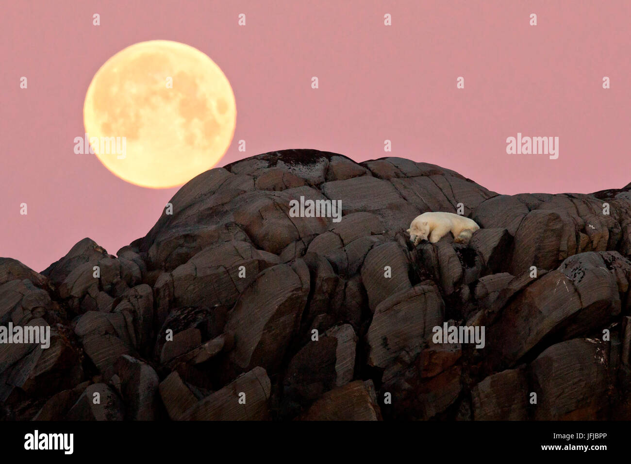 Oso Polar descansa sobre un acantilado en una isla en el alto Ártico, la luna llena se alza justo detrás de él Foto de stock