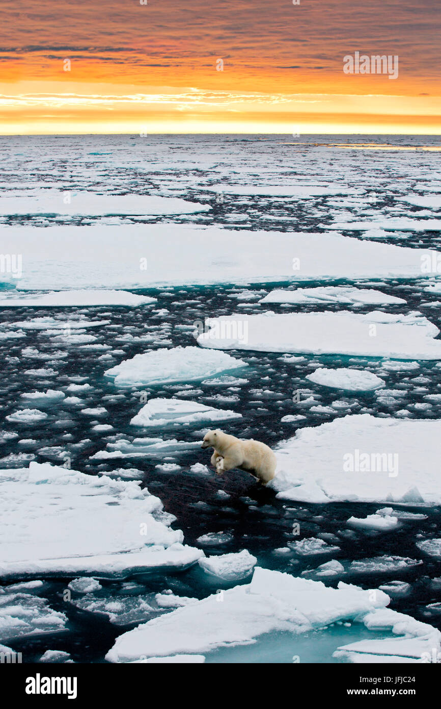 Un oso polar salta entre témpanos de hielo flotando en el océano Ártico alto norte de Spitsbergen, al atardecer, Foto de stock