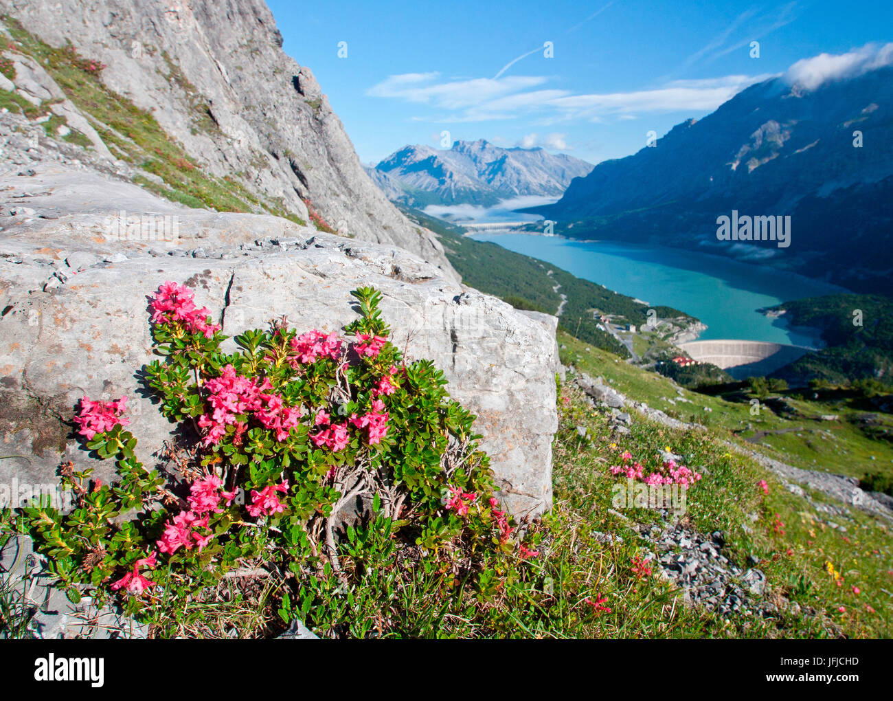 Florece durante el verano, los lagos Cancano Valtellina - Lombardía - Italia Foto de stock