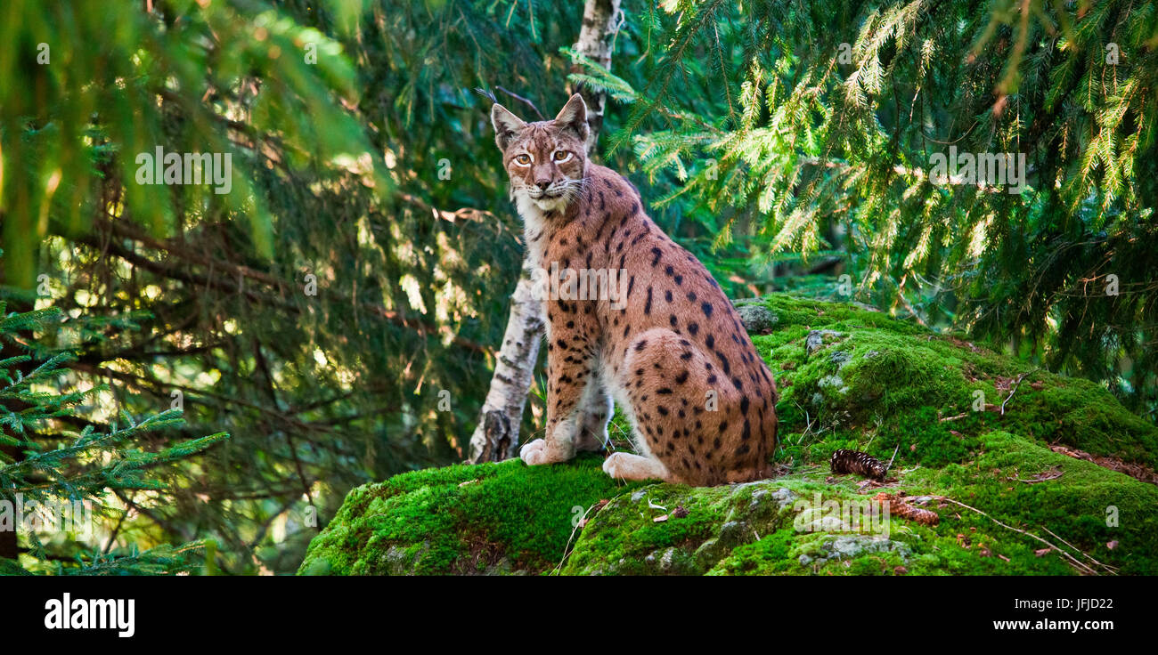 El lince europeo gato salvaje de los Alpes, Alemania Europa Foto de stock