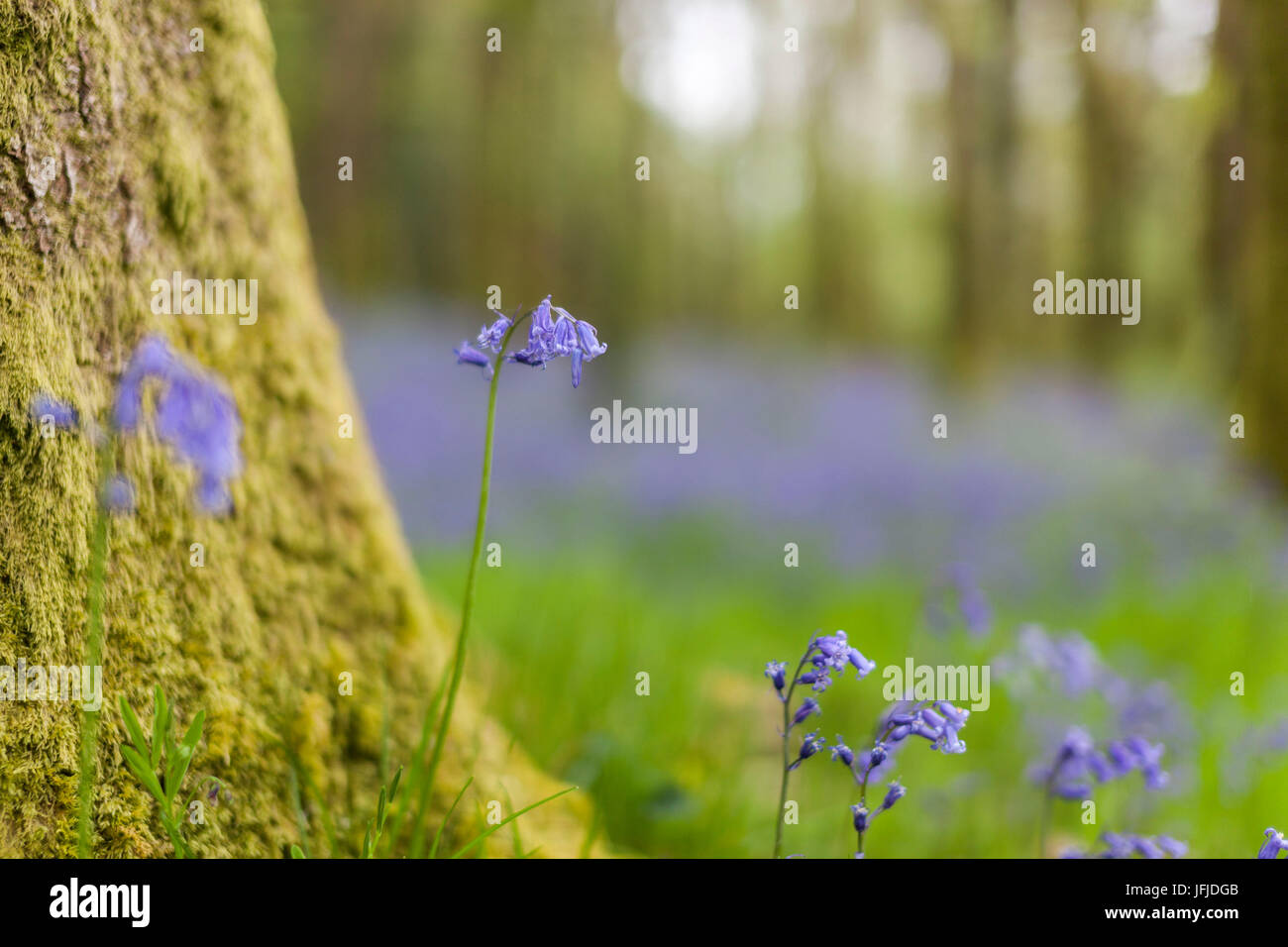 Las campánulas azules flores en el bosque, Irlanda, Europa Foto de stock